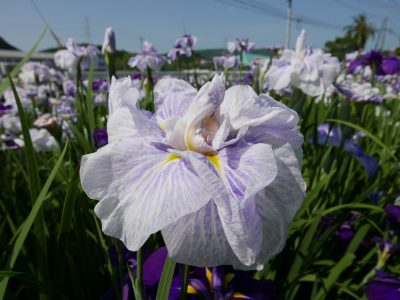 Iris Garden of Kusuura