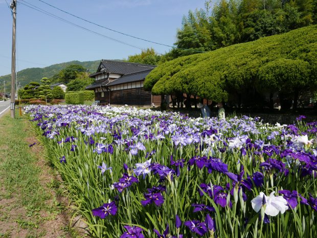 Iris Garden of Kusuura
